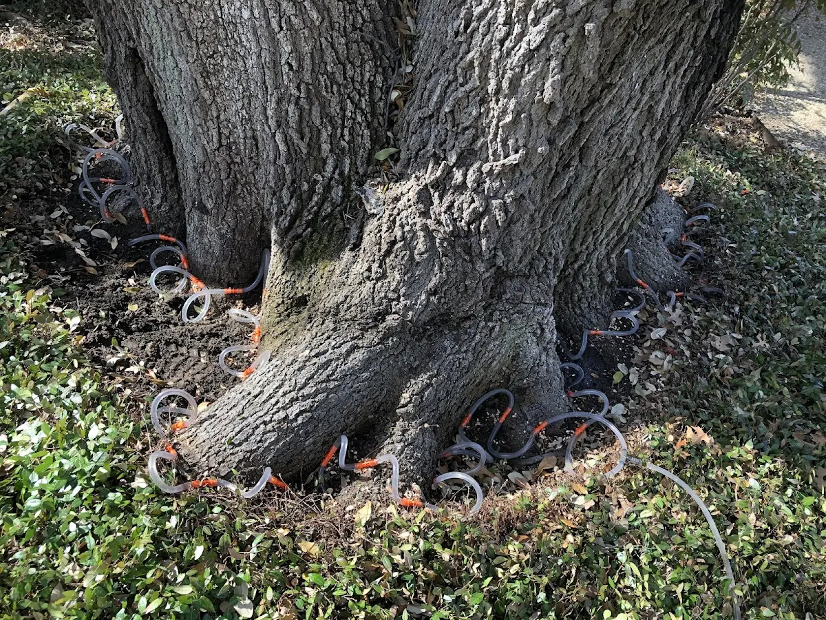 Detailed Tree Cabling and Bracing job site in Goodfellow Afb