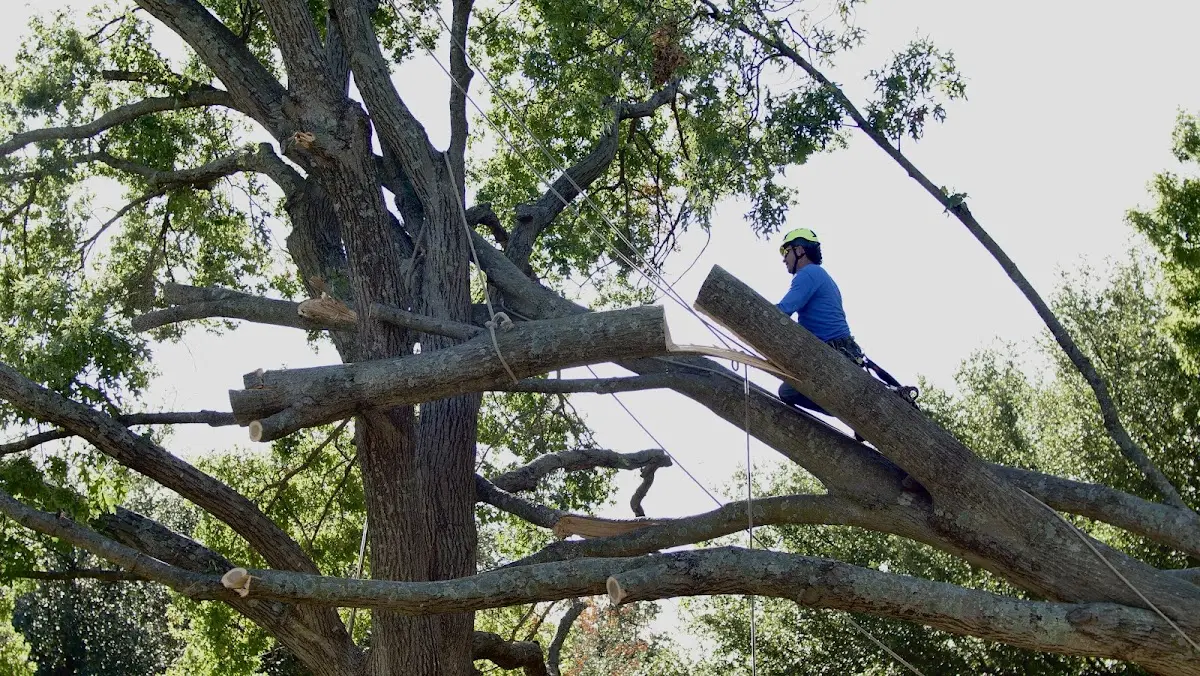 Professional Hazardous Tree Removal performed by certified arborists in Goodfellow Afb