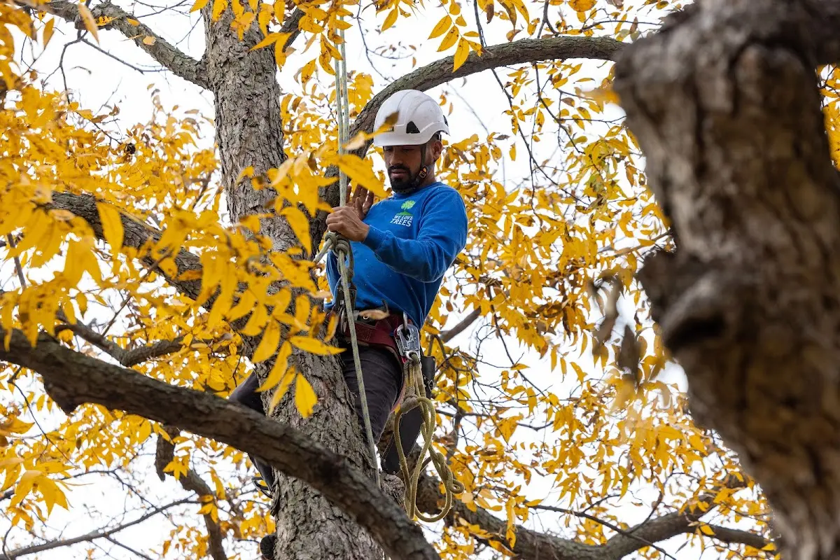 Skilled Tree Planing crew working in Goodfellow Afb